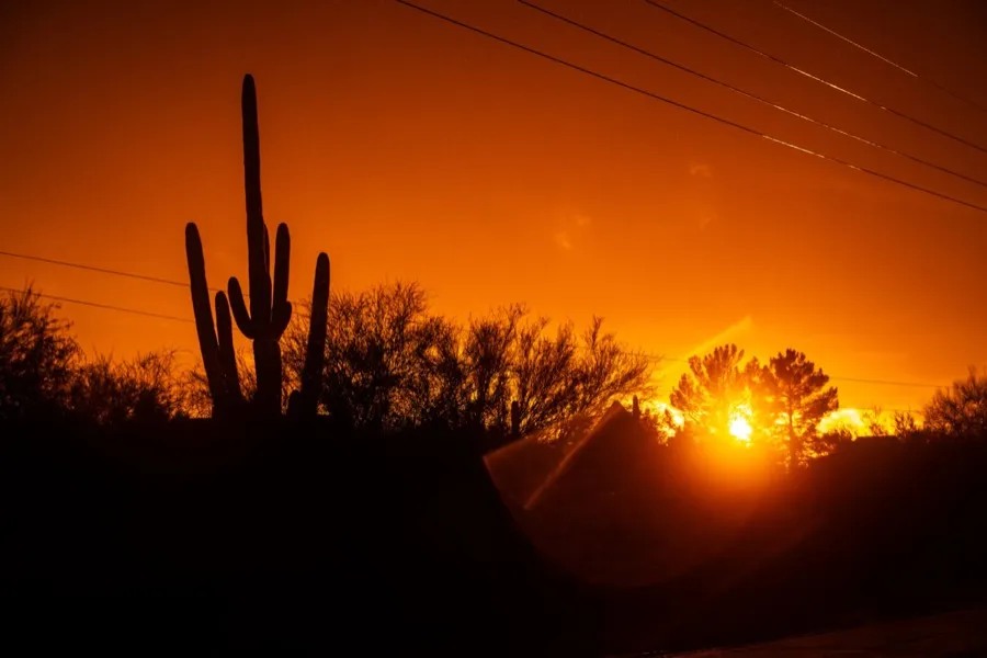 Saguaro cactus in the Arizona desert